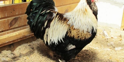 Opis rase pilića fireroll